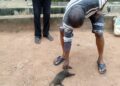 Harmattan Season: Stray Poisonous Bush Rodent Sparks Fear in Ogun State (Video+photos)