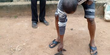 Harmattan Season: Stray Poisonous Bush Rodent Sparks Fear in Ogun State (Video+photos)