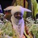 Royal Showdown: Emir Bayero Challenges Sanusi II with Parallel Durbar