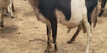 He Sold His Phone to Buy a Ram: How Nigerians Are Sacrificing for Eid Adha in 2025