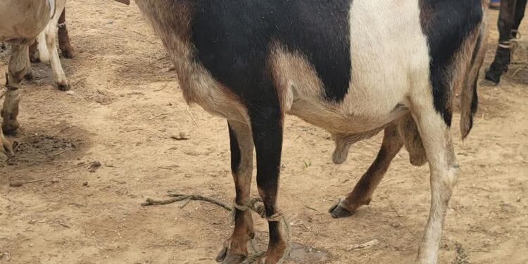 He Sold His Phone to Buy a Ram: How Nigerians Are Sacrificing for Eid Adha in 2025