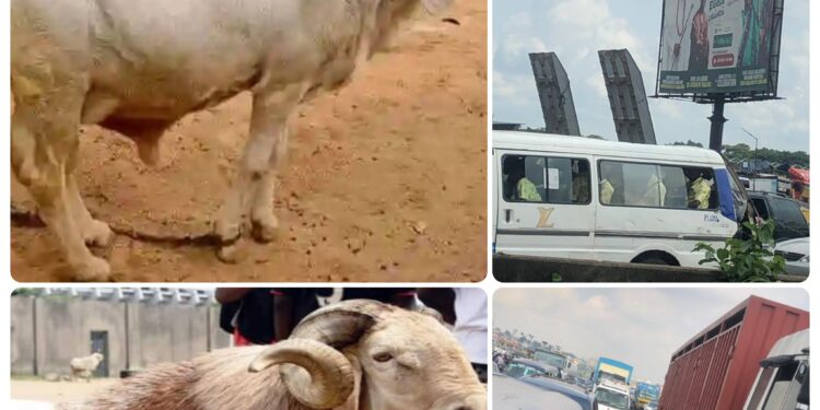 Ram Prices Soar, Travel Chaos Hits Eid Celebrations