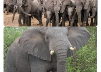 Wild Africa, other Stakeholders Laud Senate Approval of Nigerian Wildlife Protection Bill
