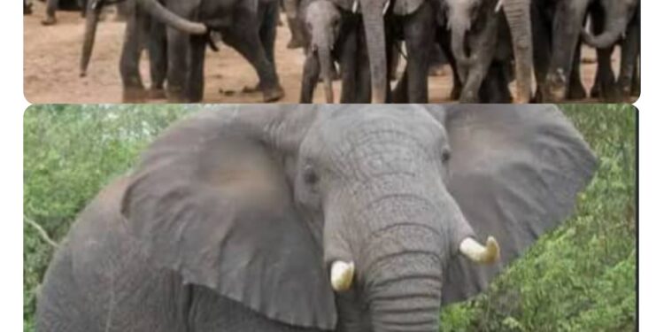 Wild Africa, other Stakeholders Laud Senate Approval of Nigerian Wildlife Protection Bill