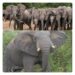 Wild Africa, other Stakeholders Laud Senate Approval of Nigerian Wildlife Protection Bill