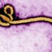 FG Confirms Ebola Case in Abuja, Tracks 44 Contacts