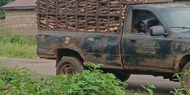 Fresh Cassava Pickup Costs ₦100,000 in Oke-Ogun, Saki East