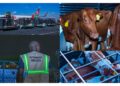 Kenya Airways Flies Over 50 Cows From Nairobi to Lagos