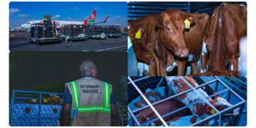 Kenya Airways Flies Over 50 Cows From Nairobi to Lagos