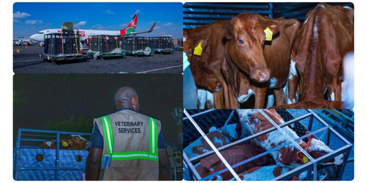 Kenya Airways Flies Over 50 Cows From Nairobi to Lagos